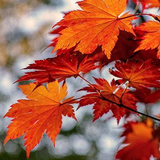 常楽寺の秋の様子の写真1